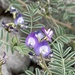 Astragalus emoryanus - Photo (c) CK Kelly,  זכויות יוצרים חלקיות (CC BY), הועלה על ידי CK Kelly