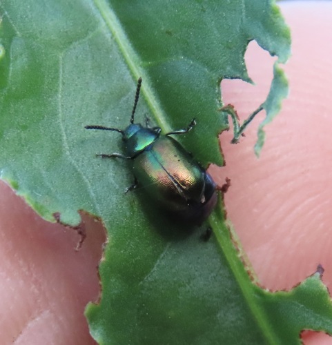 Blue Dock Beetle photo 3