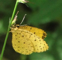 Pentila tropicalis