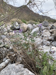 Astragalus emoryanus