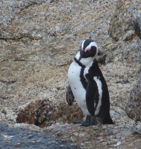 African Penguin
