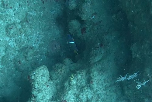 Holacanthus passer
