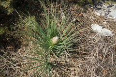 Asphodeline taurica