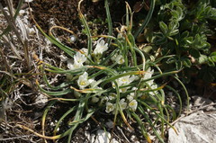 Ornithogalum fimbriatum