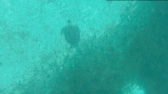 Chelonia mydas