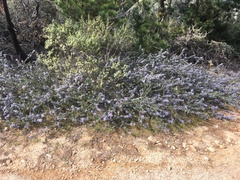 Ceanothus gloriosus porrectus