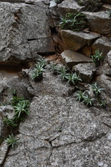 Dudleya virens insularis