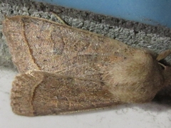 Orthosia paromoea