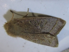 Orthosia paromoea