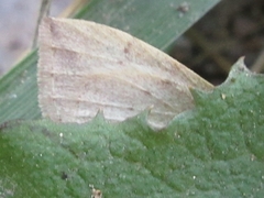 Idiotephria debilitata