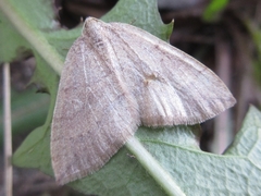 Idiotephria debilitata