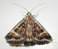 Cerocala vermiculosa