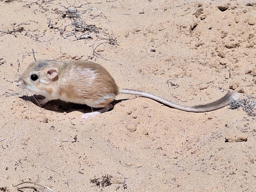 Dipodomys deserti, 2026-04-24