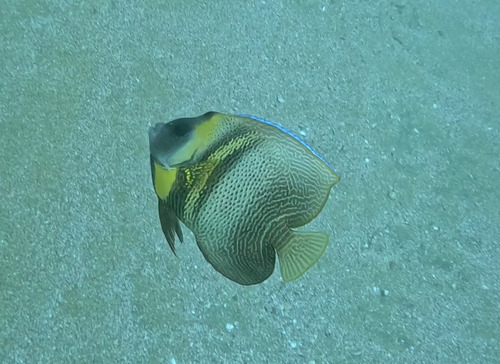 Pomacanthus zonipectus