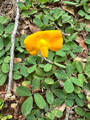 Arachis glabrata, photograph (c) Ashwin Srinivasan, some rights reserved (CC BY)