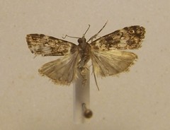 Eudonia dinodes