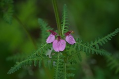 Pedicularis