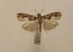Eudonia hemiplaca