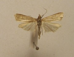 Eudonia octophora