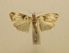 Eudonia periphanes