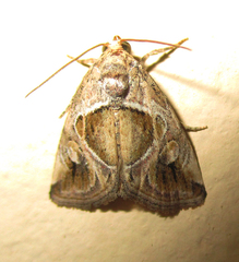 Deltote johnjoannoui