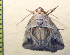 Deltote johnjoannoui