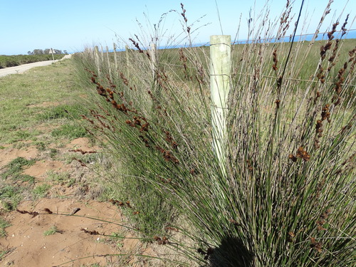 Thamnochortus insignis, photograph 5