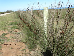 Thamnochortus insignis, photograph (c) Shaun Swanepoel, some rights reserved (CC BY)