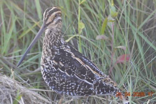 iNaturalist image