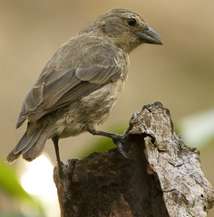 Mangrove Finch photo 5