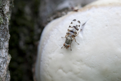 Pseudotephritina