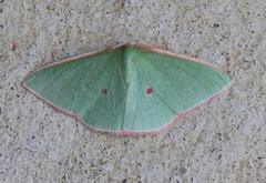 Chlorocoma cadmaria