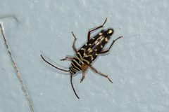 Placosternus difficilis