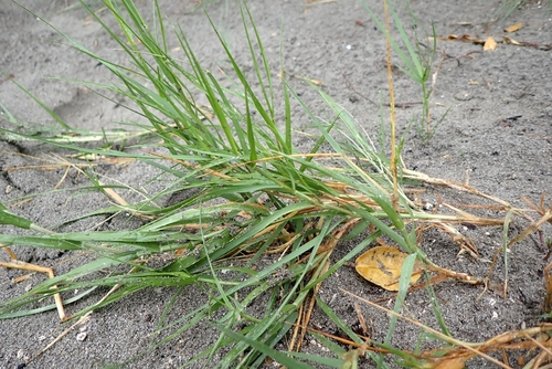 Sporobolus virginicus observed 2026-04-25