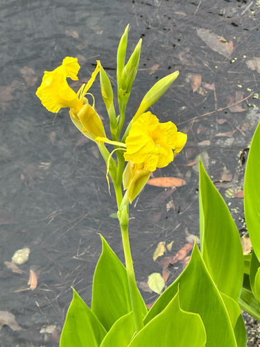 Bandanna of the Everglades (Canna flaccida)