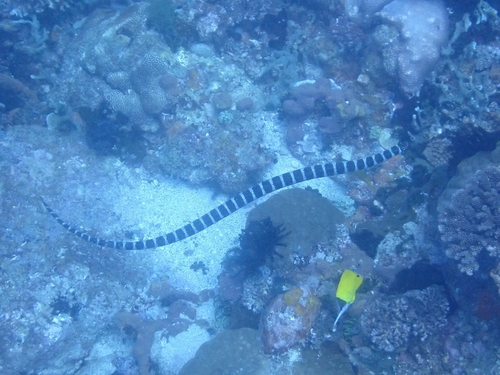 Chinese Sea Krait