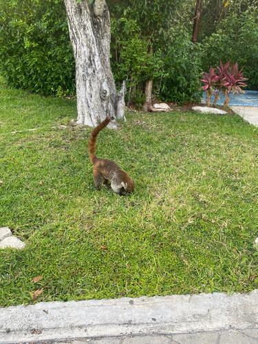 White-nosed Coati
