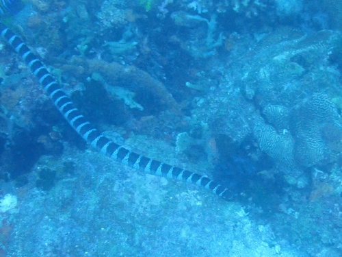Chinese Sea Krait