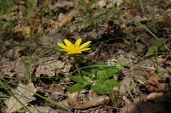 Ficaria verna calthifolia