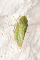 Xerophloea viridis