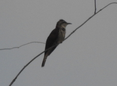 Cacomantis sonneratii