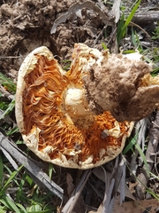 Amanita ochrophylla
