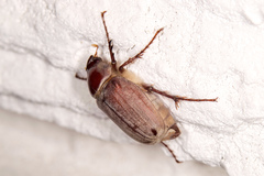 Rhizotrogini