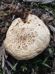 Amanita ochrophylla