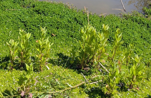 iNaturalist observation photo of marsh fleabane