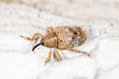 Lignyodes pallidus