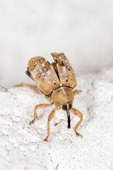 Lignyodes pallidus