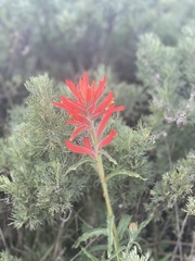Castilleja subinclusa