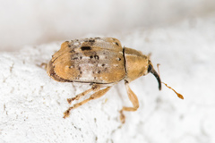 Lignyodes pallidus
