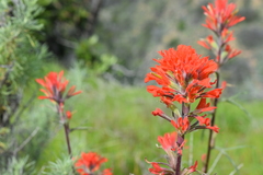 Castilleja affinis affinis
